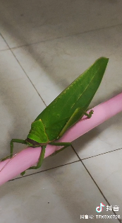 掌上春城