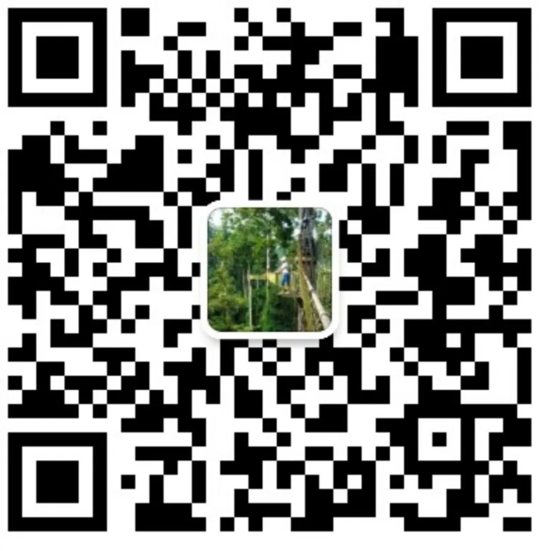 西双版纳望天树景区