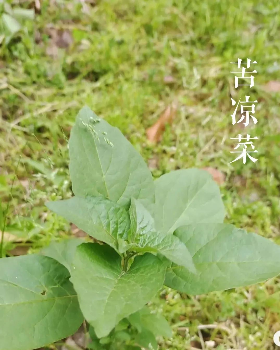 红河日报