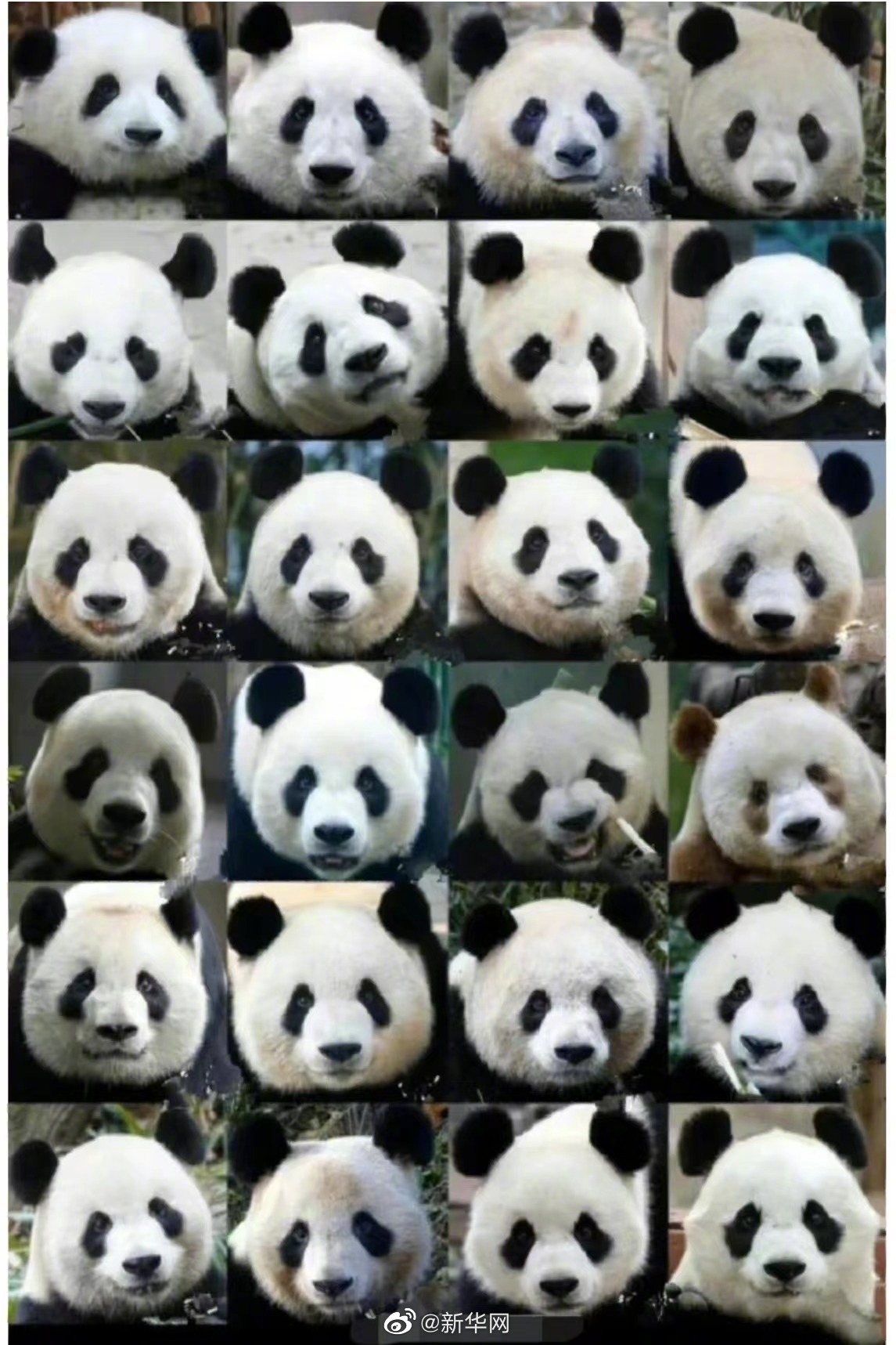 快来围观萌度爆表的大熊猫辨认图你觉得哪只大熊猫最好认？