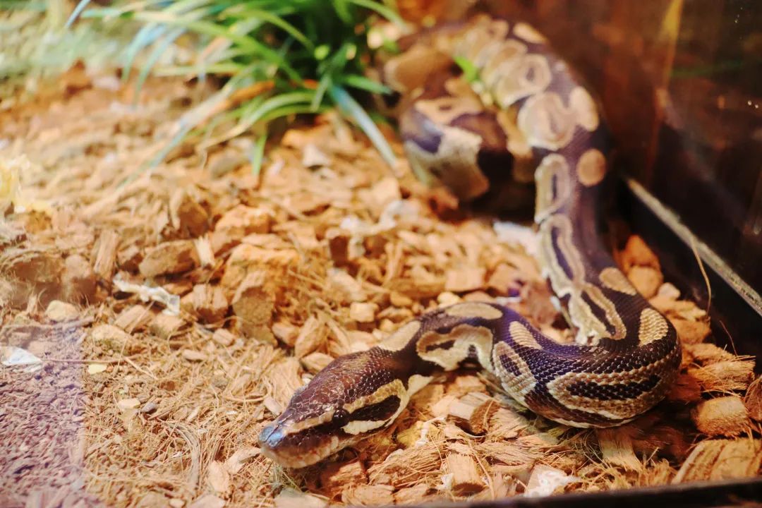 云南野生动物园