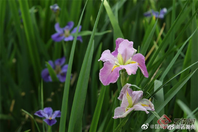 昆明市西山区发布