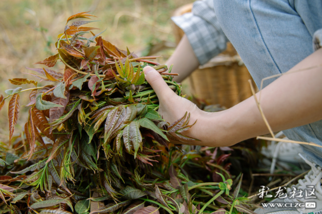 昆明信息港/cnkmxxg