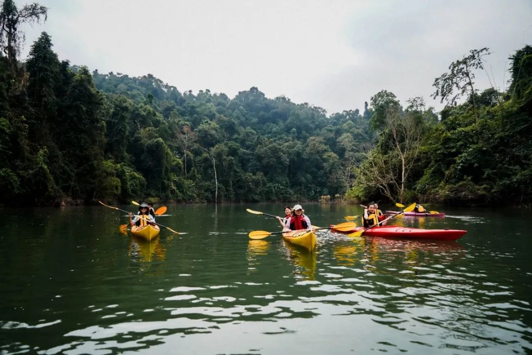 西双版纳望天树景区