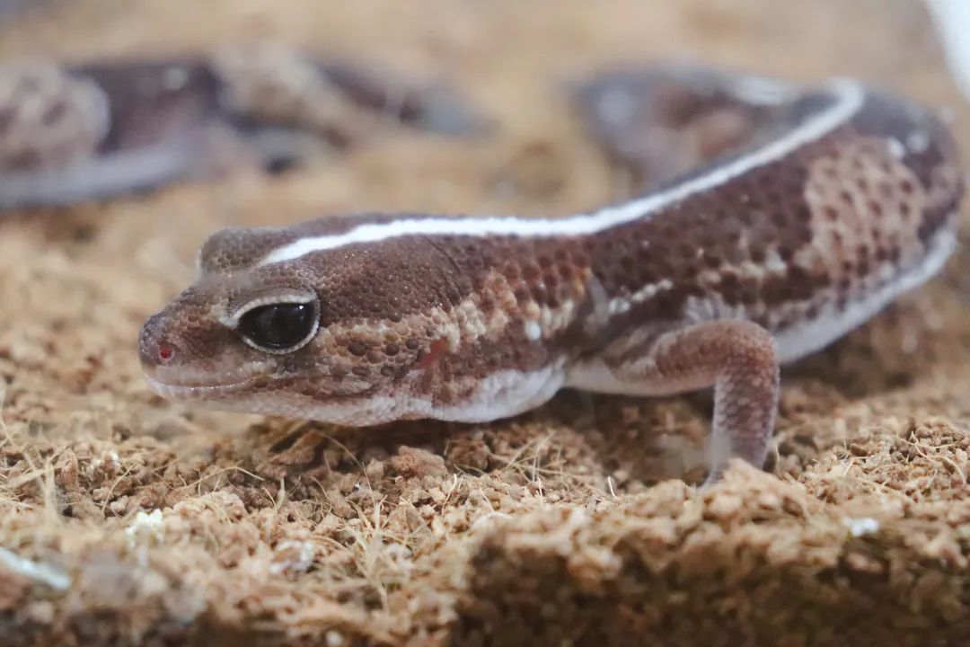 云南野生动物园