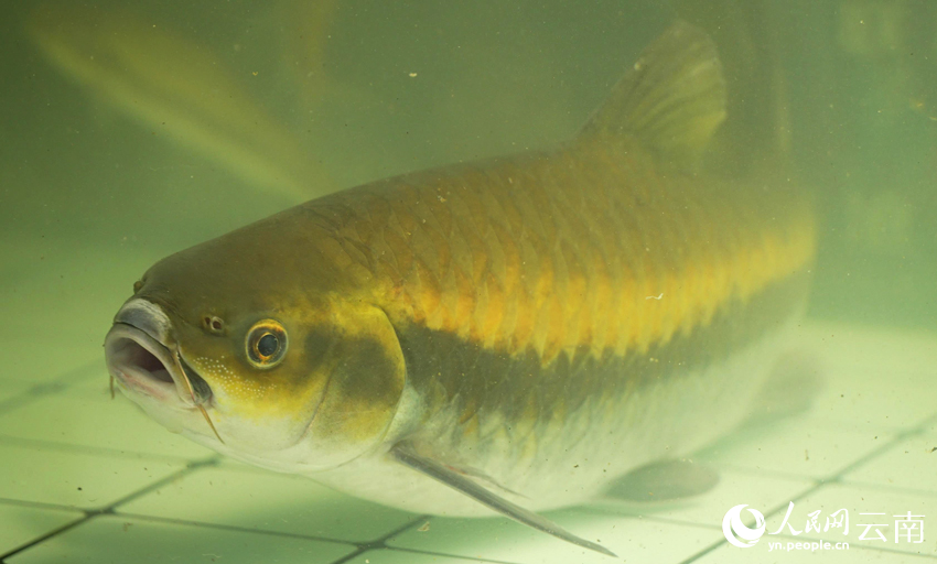 昆明信息港/cnkmxxg