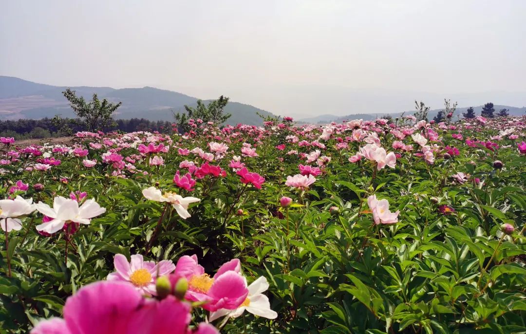 昆明信息港/cnkmxxg