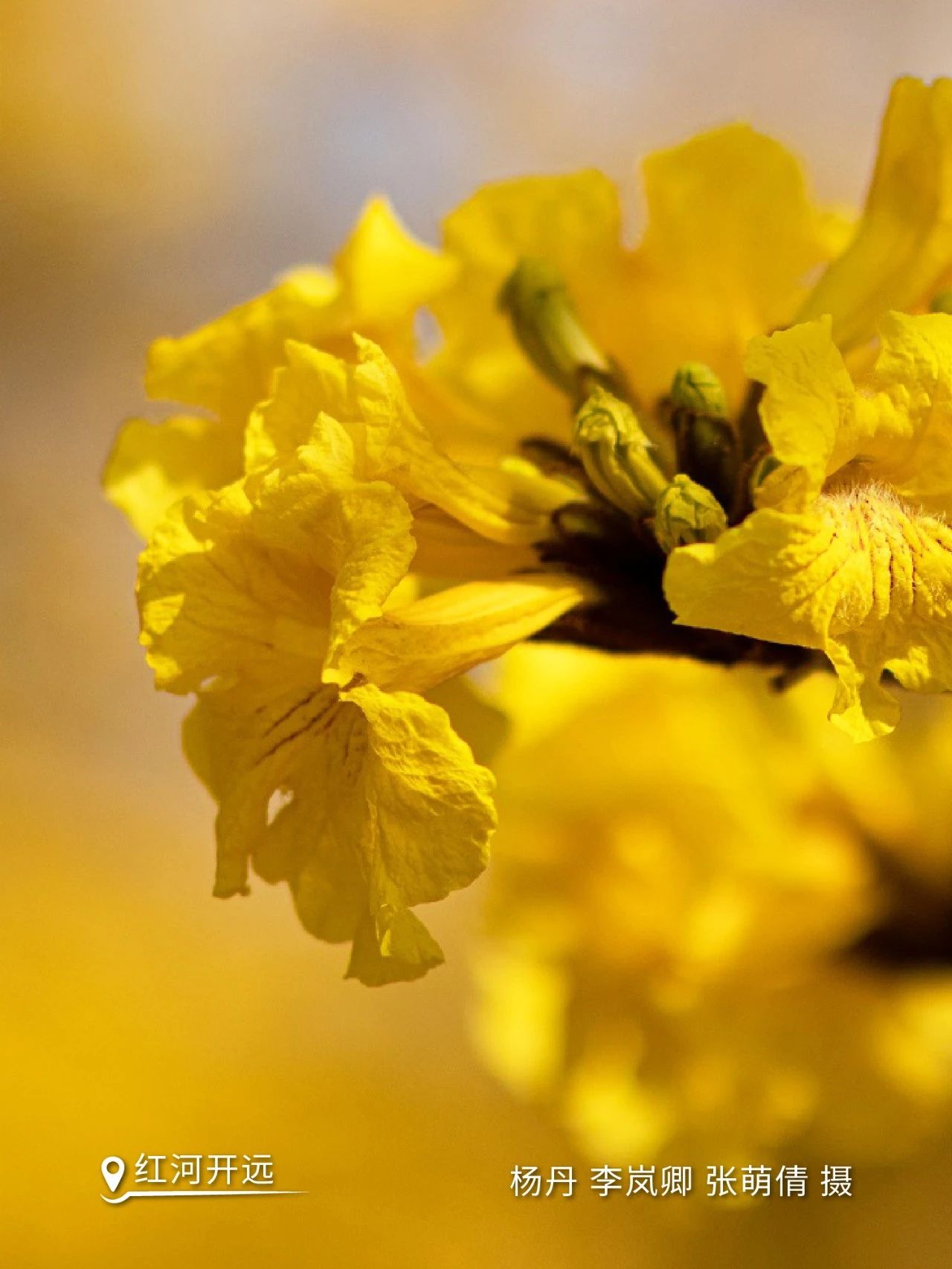 云南省文化和旅游厅