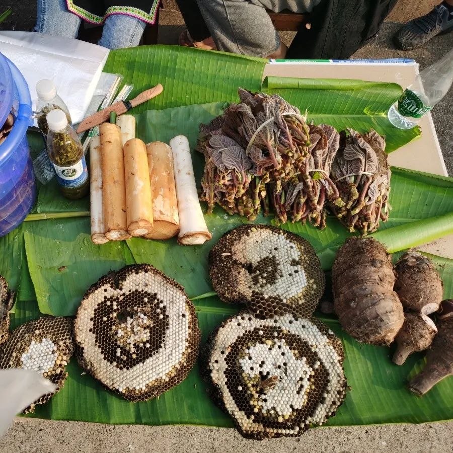 西双版纳望天树景区