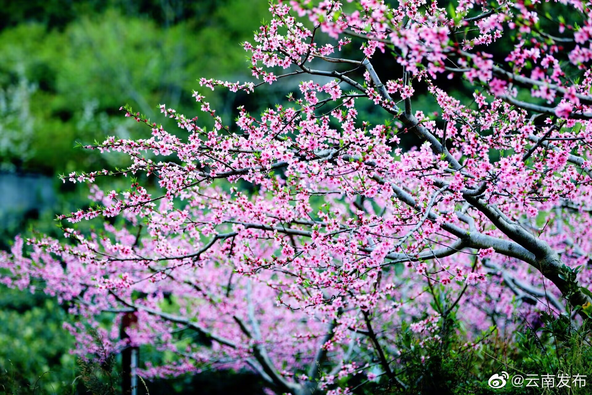 “云南发布”微博