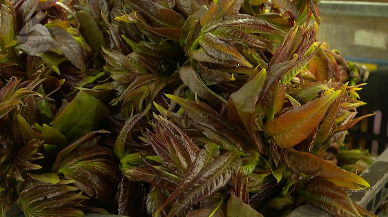 昆明信息港/cnkmxxg