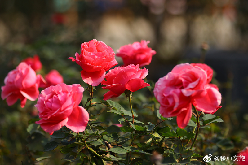 腾冲文旅