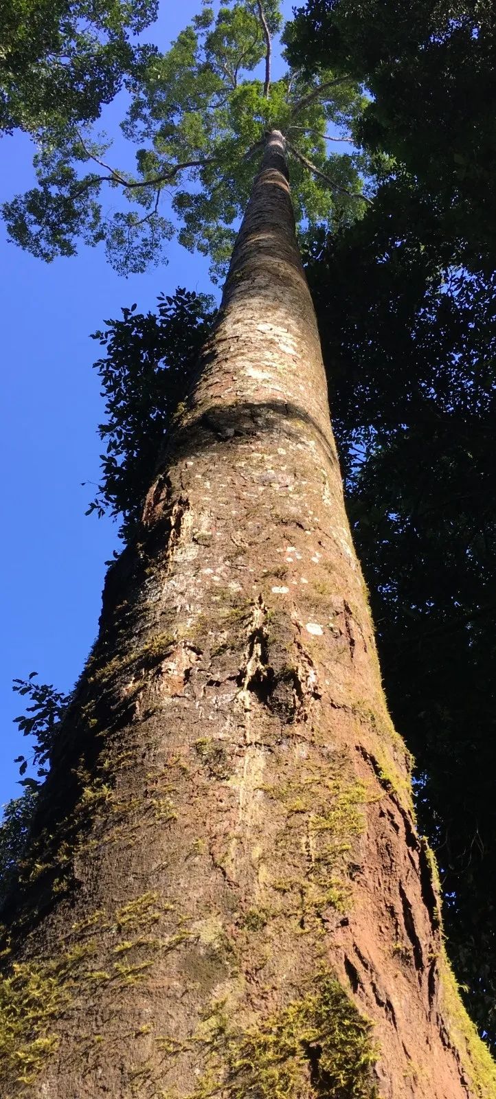 西双版纳望天树景区