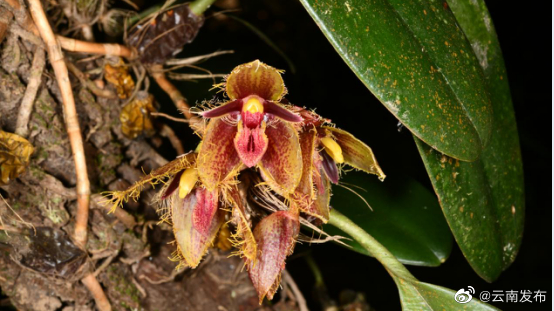 “云南发布”微博