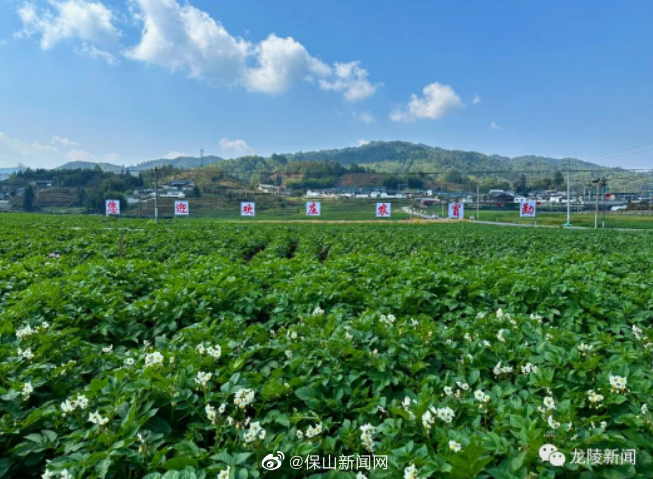 保山新闻网