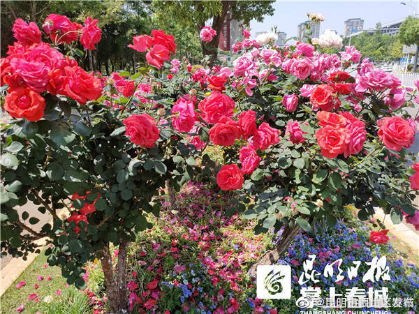 昆明市西山区发布