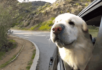 研究称新车味增加患癌风险