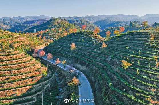 保山新闻网