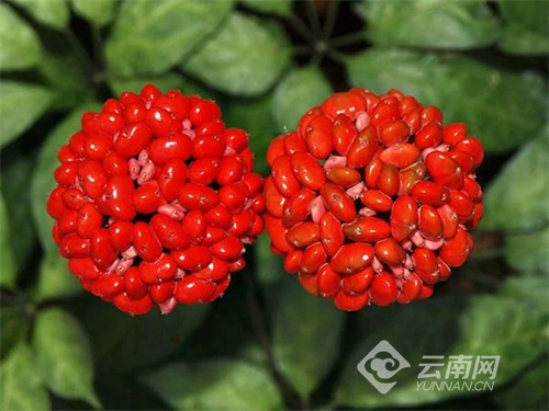 云南省文化和旅游厅