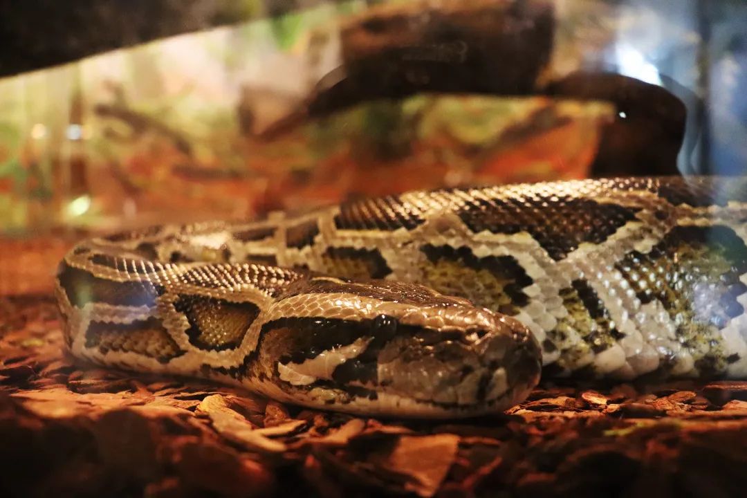 云南野生动物园