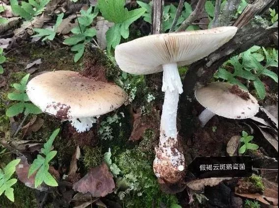 宜良之窗