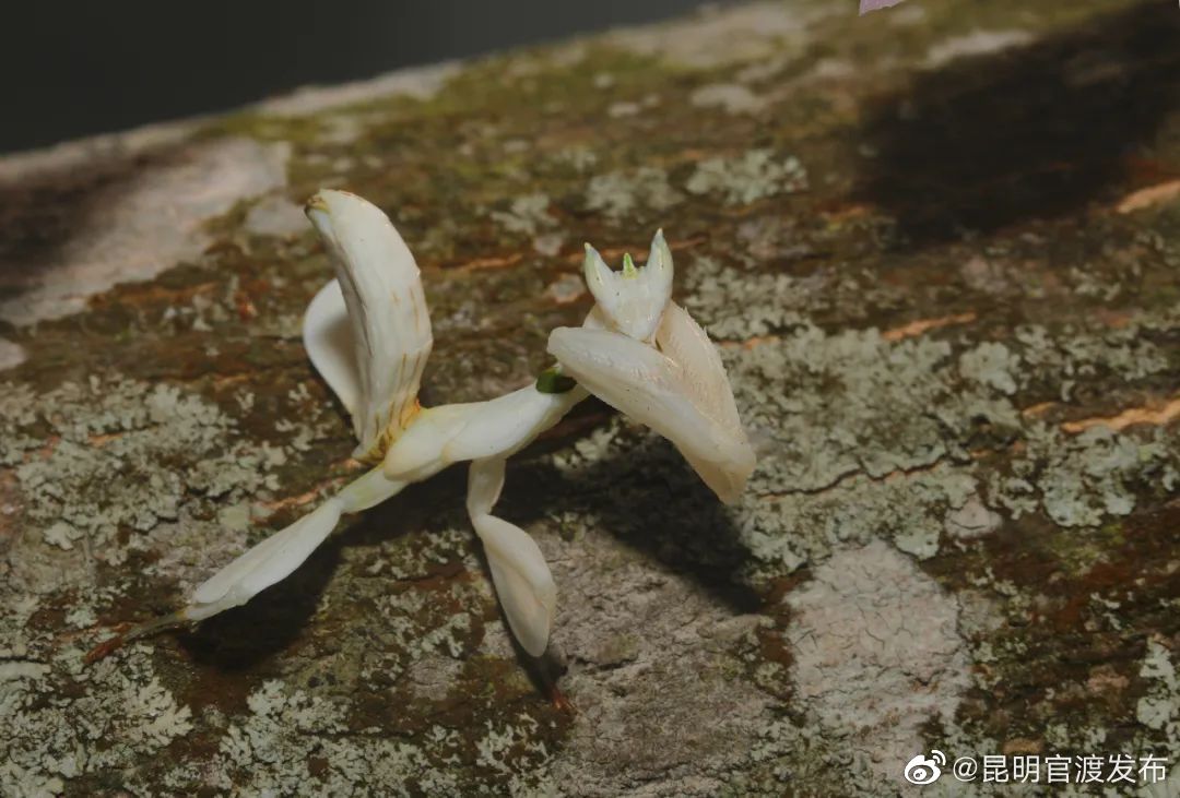 昆明官渡发布