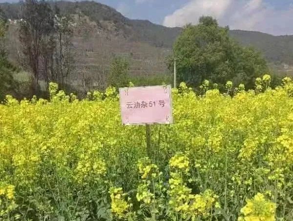南涧党建彝乡先锋