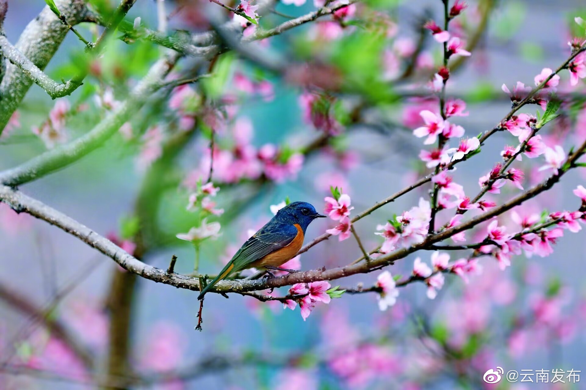 “云南发布”微博