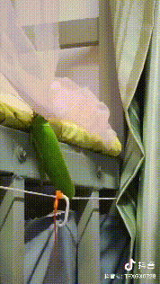 掌上春城