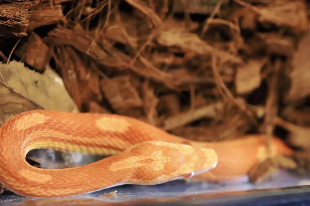 云南野生动物园