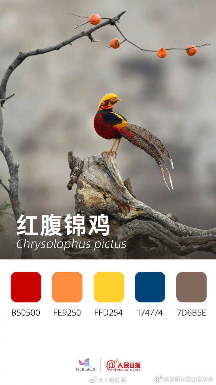 昆明市西山区发布