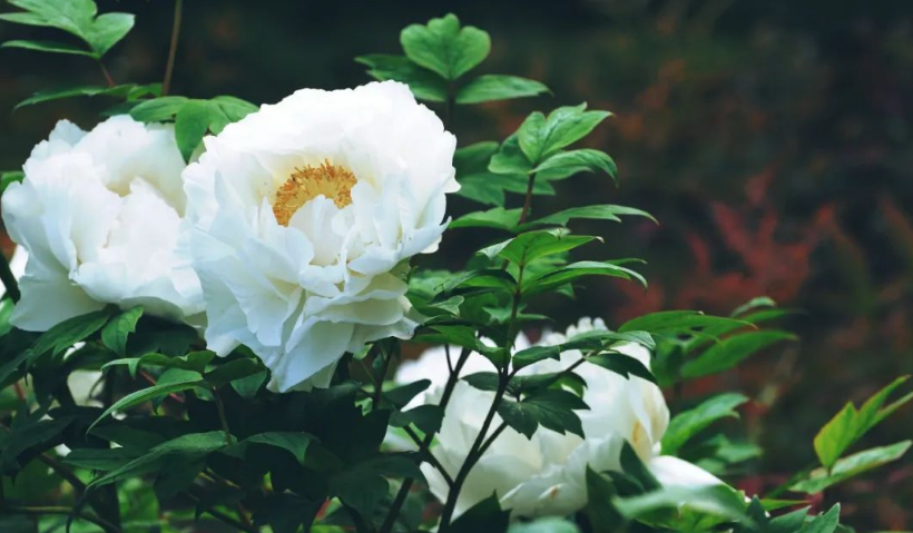 昆明阳宗海风景名胜区
