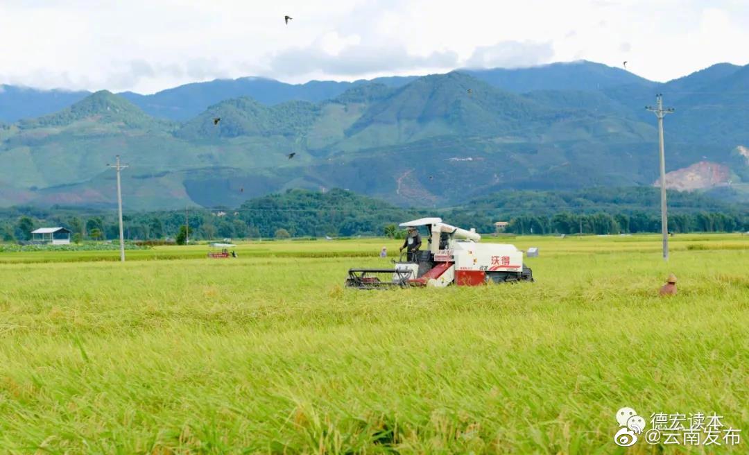 德宏具备独特的冬季农业优势