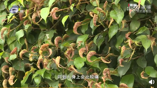 美丽云南微科普