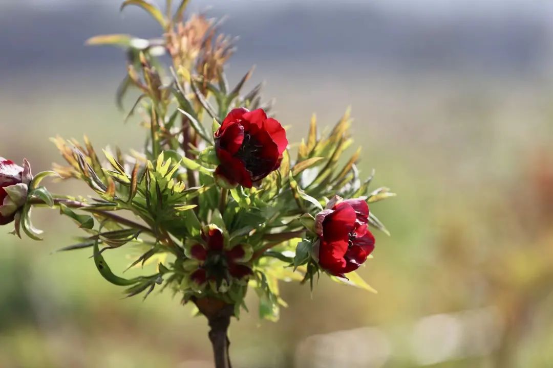 昆明阳宗海风景名胜区