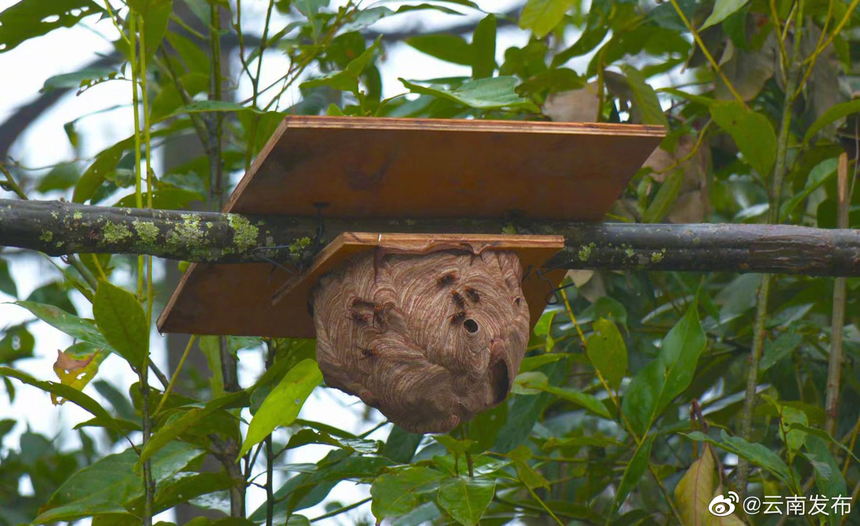 “云南发布”微博