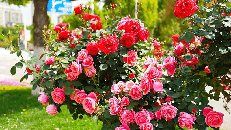 呈贡发布