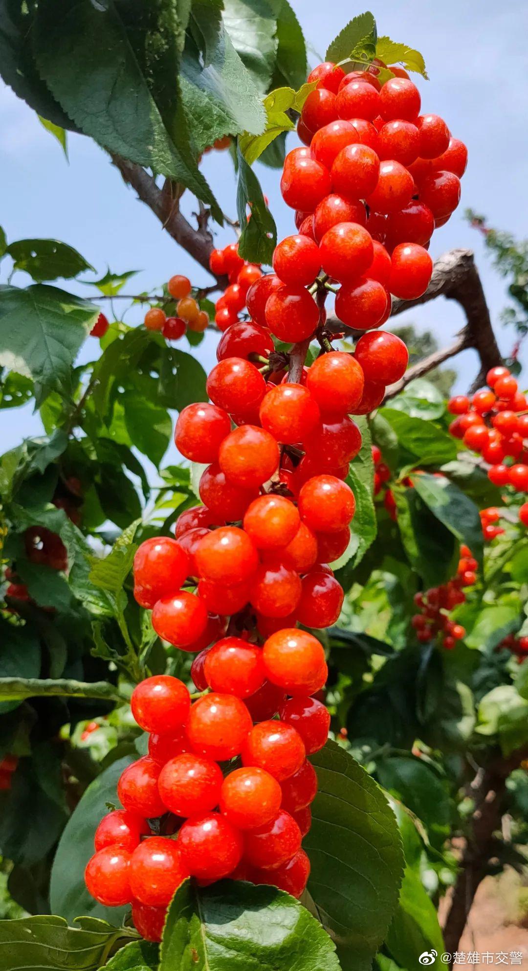 樱桃采摘季 出行请注意
