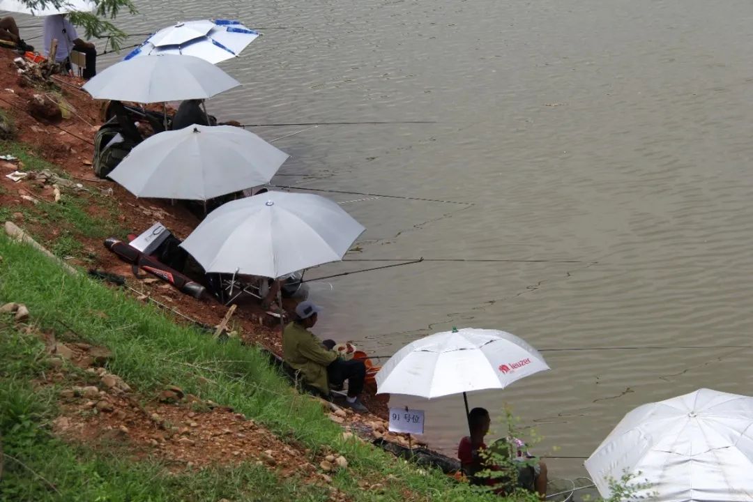 西双版纳望天树景区