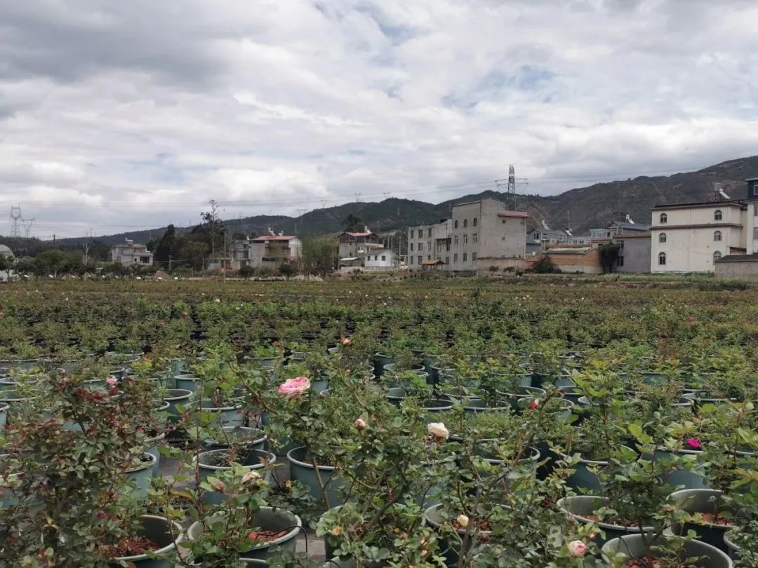昆明市农业农村局