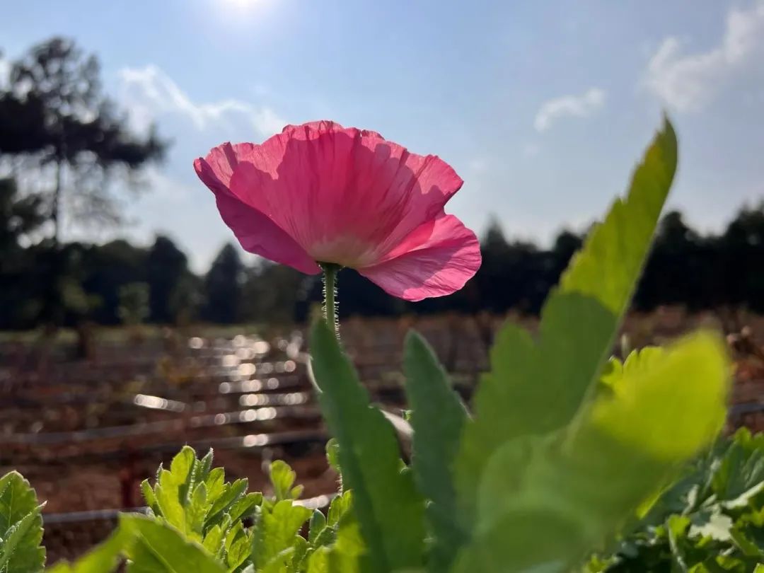 昆明阳宗海风景名胜区