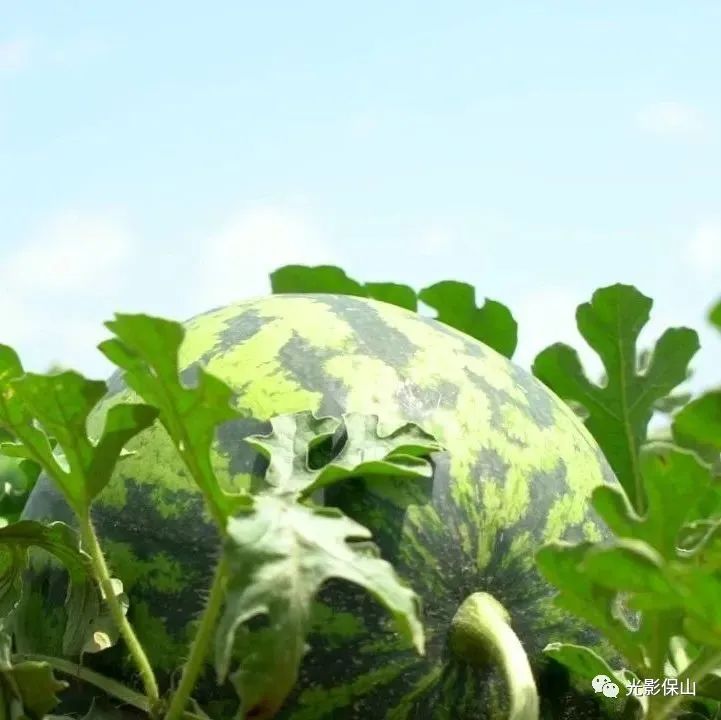 保山新闻网