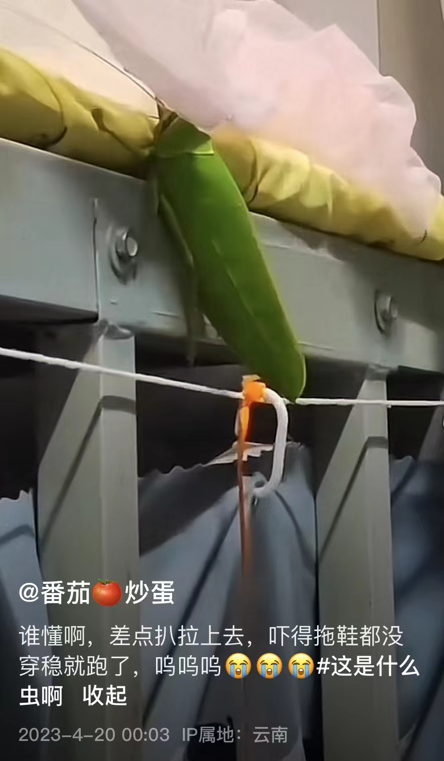 掌上春城