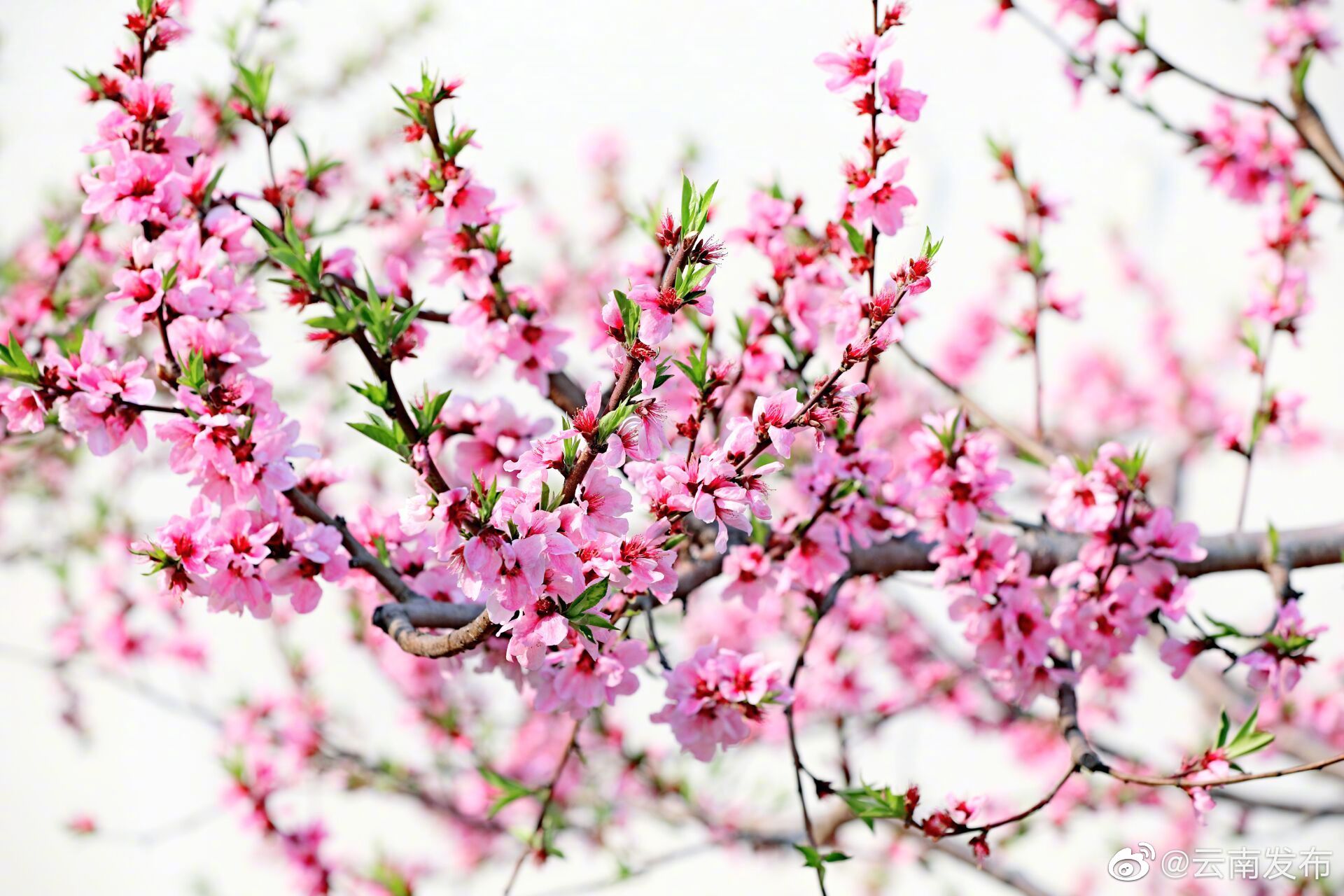 “云南发布”微博