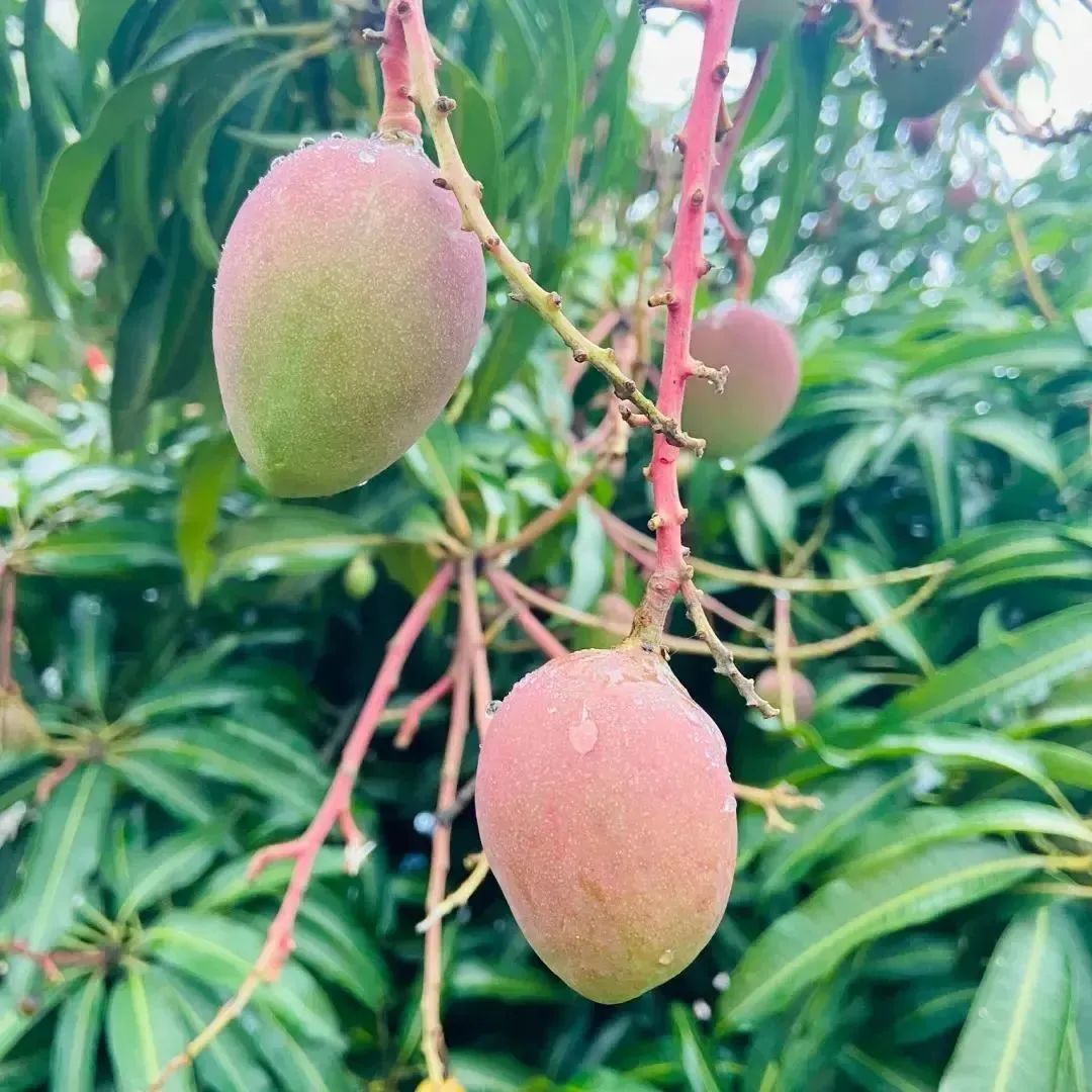 云南政法
