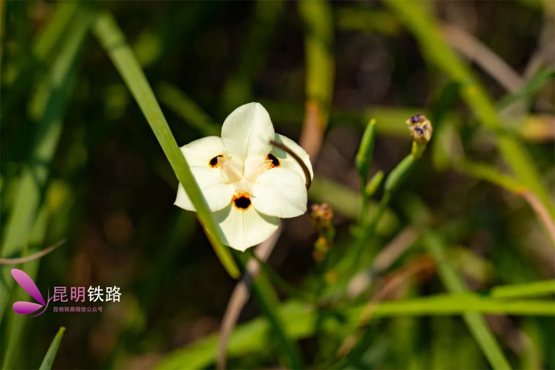 昆明铁路