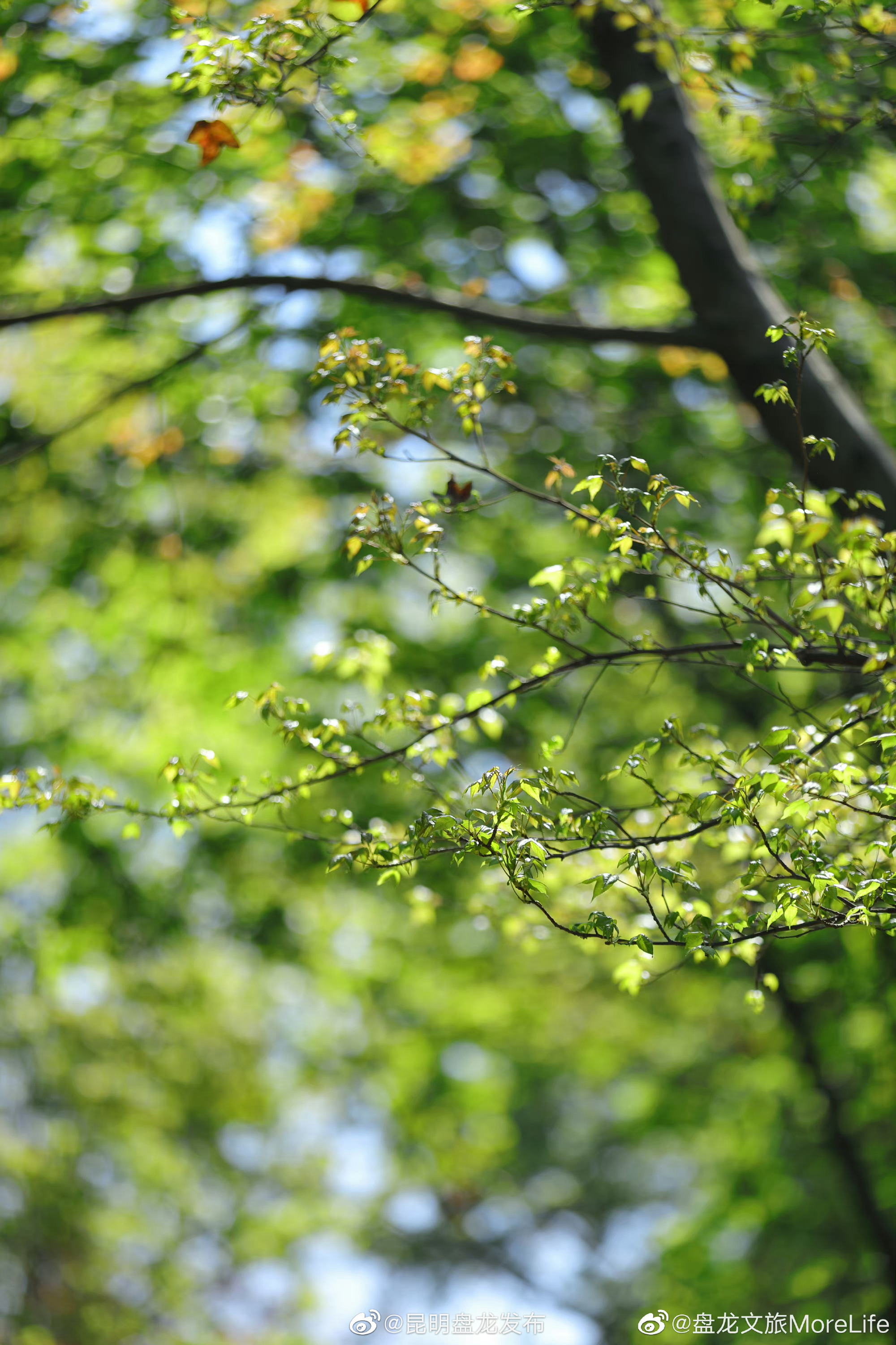 云南文明旅游倡议书