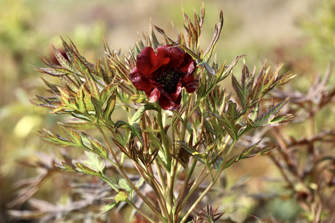 昆明阳宗海风景名胜区
