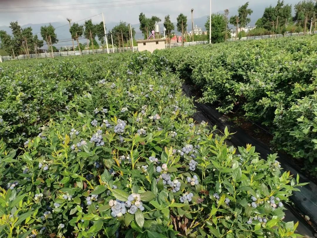 918云南交通台