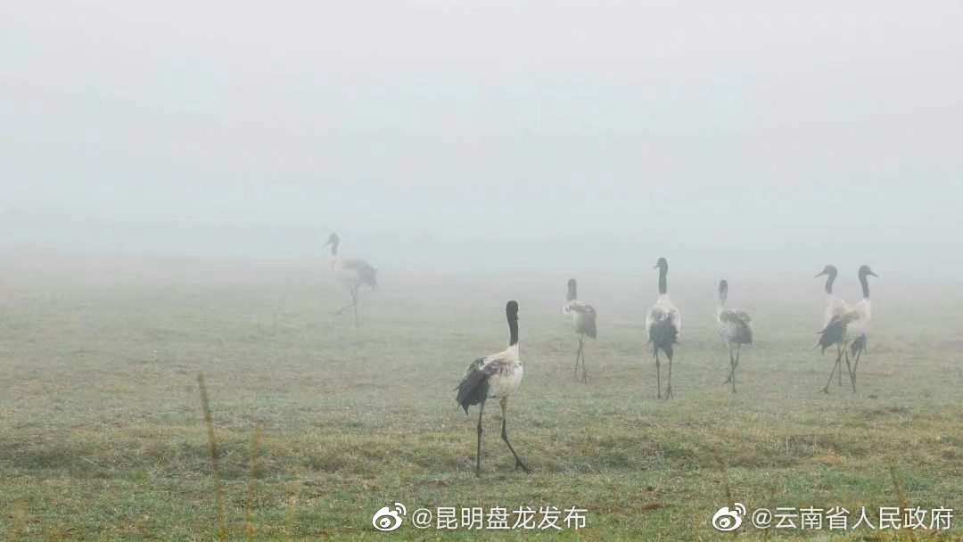 昆明盘龙发布